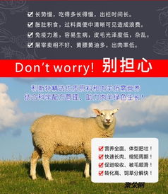 圈养肉羊强化育肥饲料技术 选择、开发与转让指南